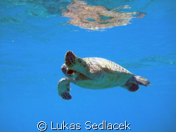hawaiian  turtles by Lukas Sedlacek 